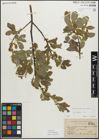 Foto von Salix myrsinifolia Salisb.
